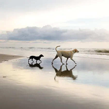 Paws And Relax - Part Of The The Bay Village With Pool, Gym And Direct Access, Pub, Restaurant, Tennis And Meadows Walks * Filey